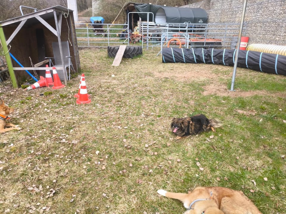 Day, Animals, Pets