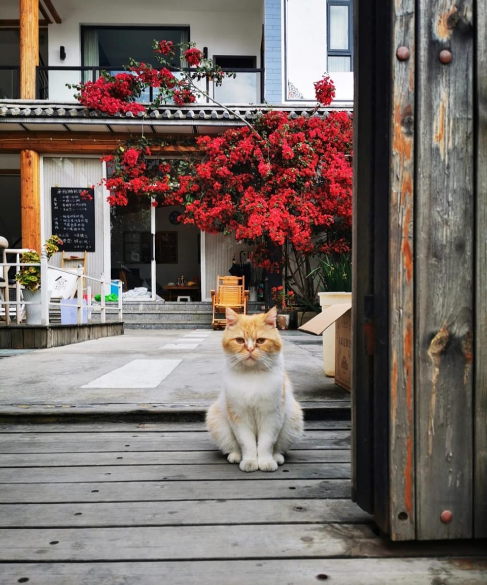 Dali Jiujiu Sunshine Boutique Homestay Vacation rental in China