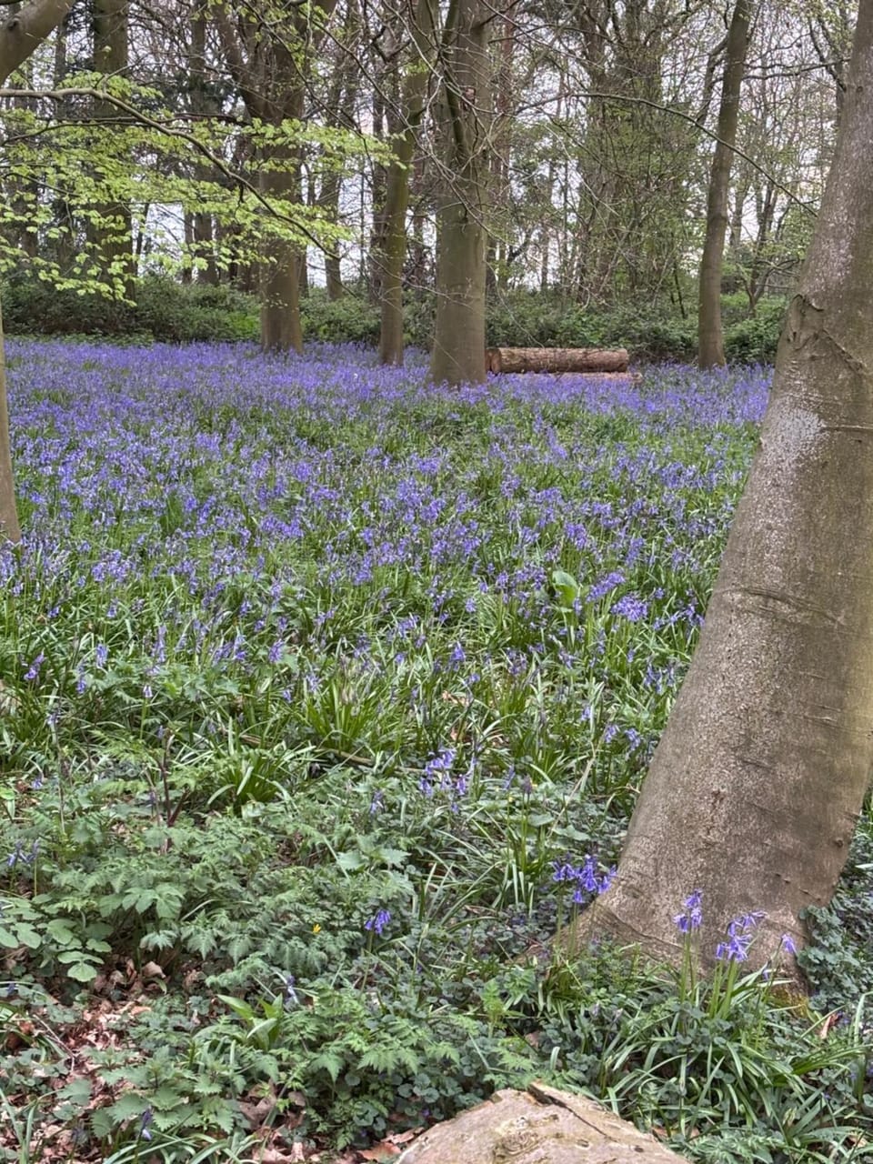 Squirrel View Cottage B&B Bed and Breakfast in Broadland District