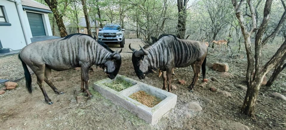 Animals