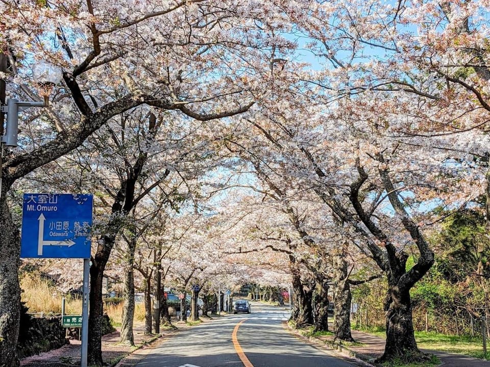 Nearby landmark, Spring, Day, Neighbourhood, Natural landscape, Street view