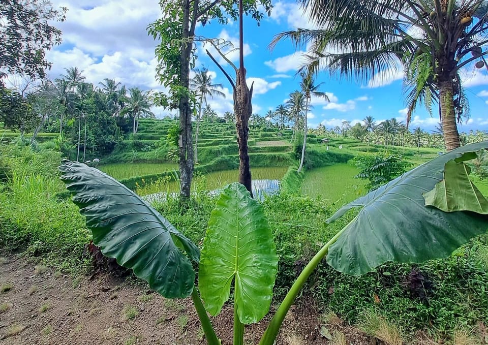 Day, Natural landscape, Garden, Garden view