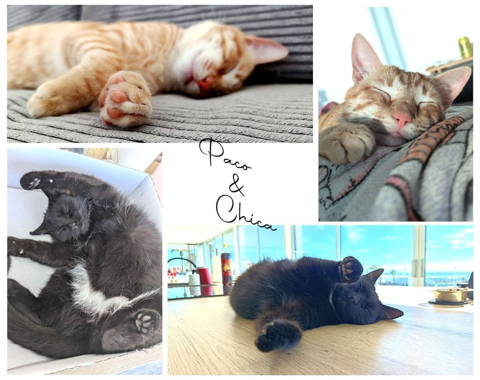 Pets