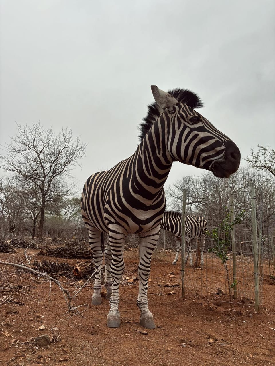 Animals