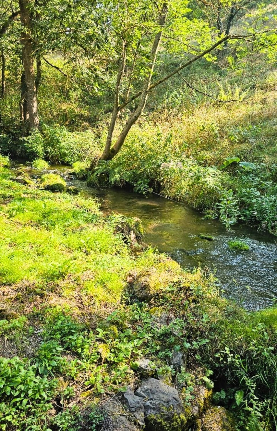 Summer, Garden, River view
