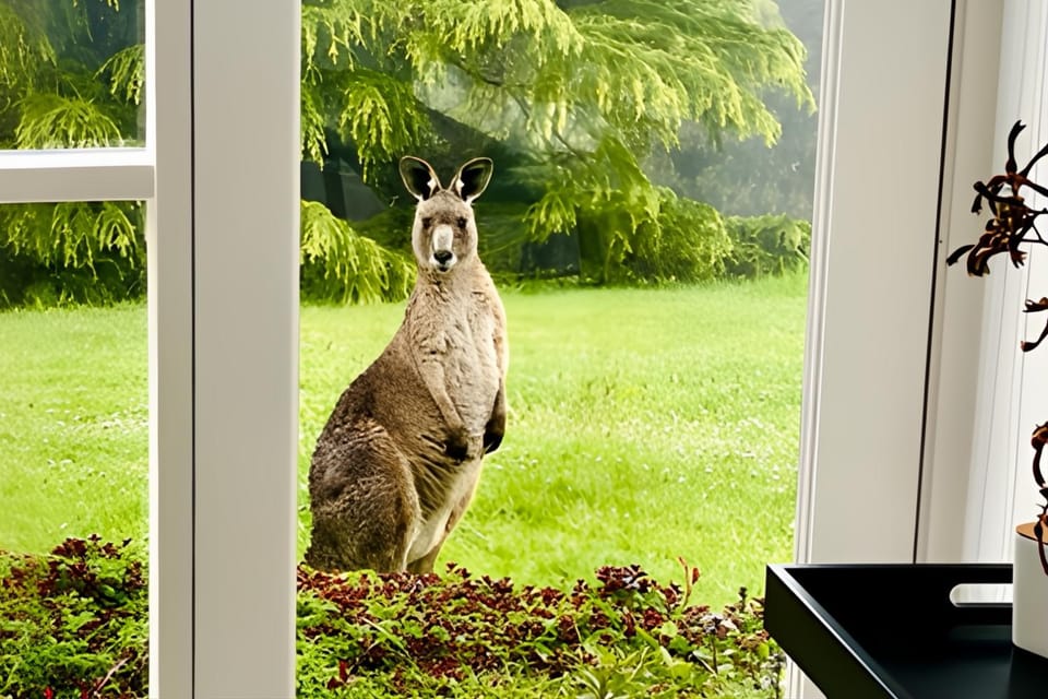 Animals, Bedroom