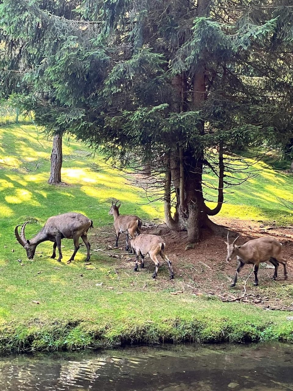 Trilo Comfort & Stile Aprica Giulia Ski House Apartment in Aprica