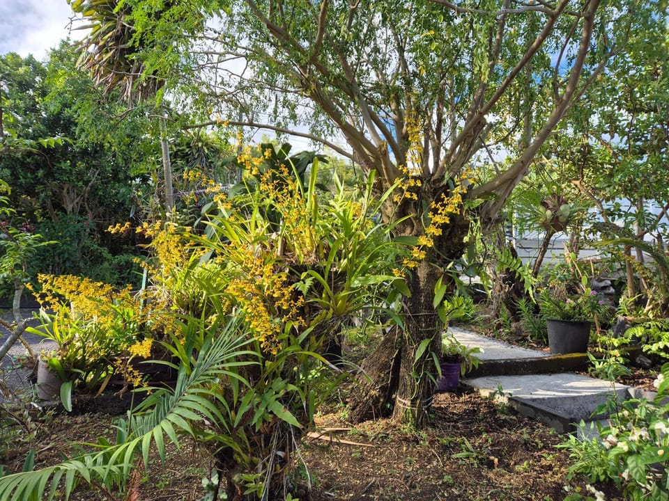 Chalet Les Planifolias Chalet in Réunion