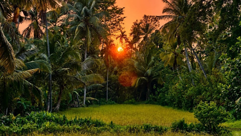 Natural landscape, Garden, Garden view, Sunset