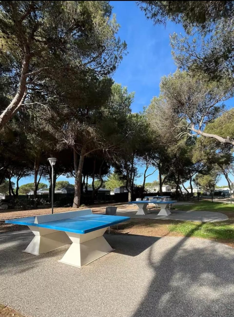 Spring, Day, Natural landscape, Table tennis
