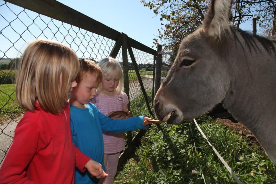 Animals