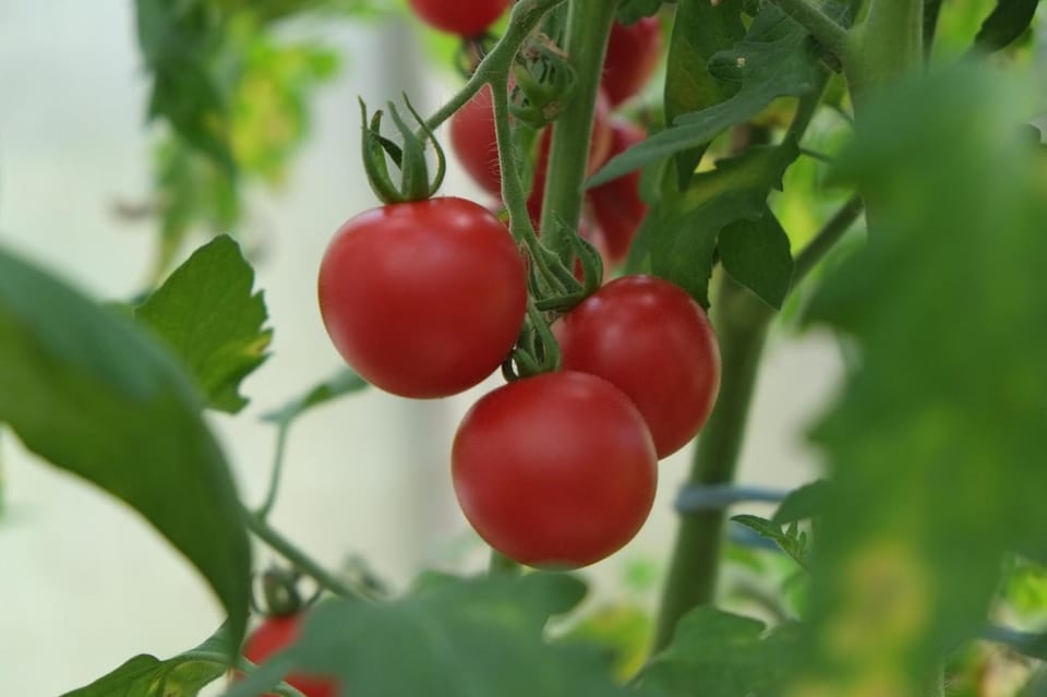 Garden, Food