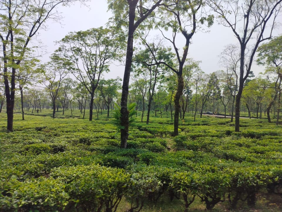 Natural landscape