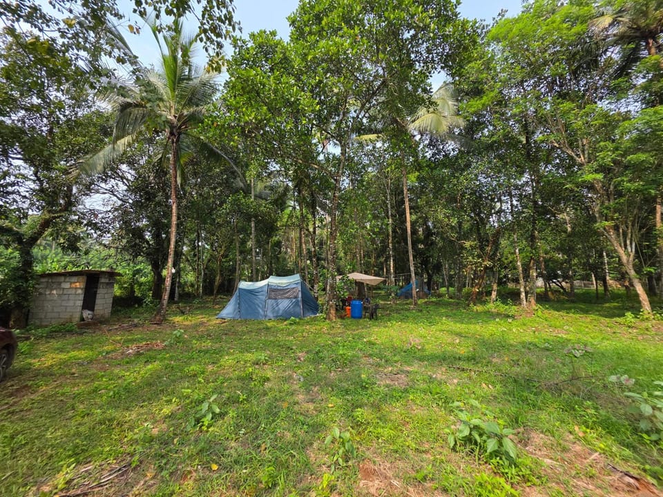 Day, Natural landscape, Garden view