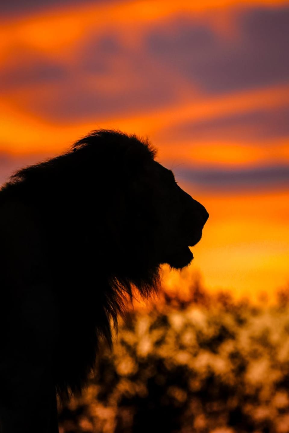 Activities, Animals, Sunrise