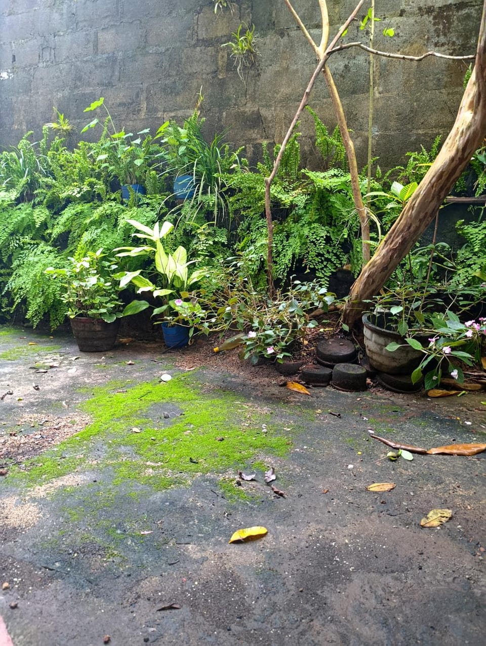 Garden view
