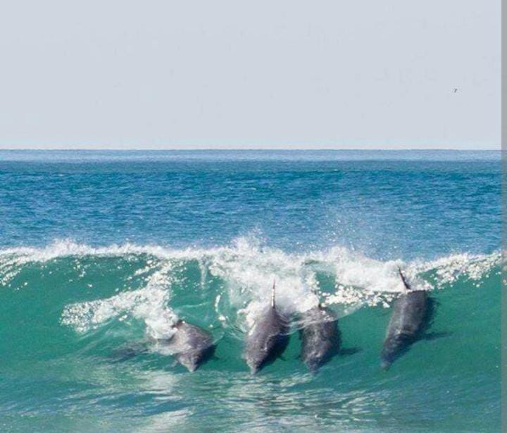 Natural landscape, Animals, Sea view