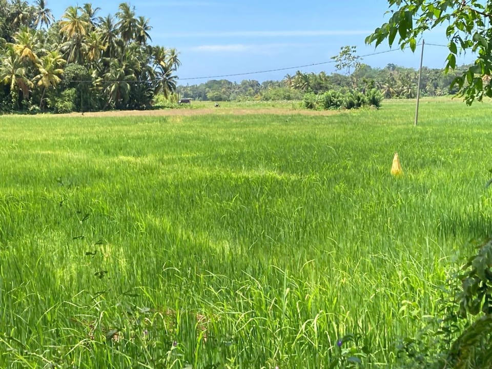 Paddy Breeze Apartment Apartment in Southern Province