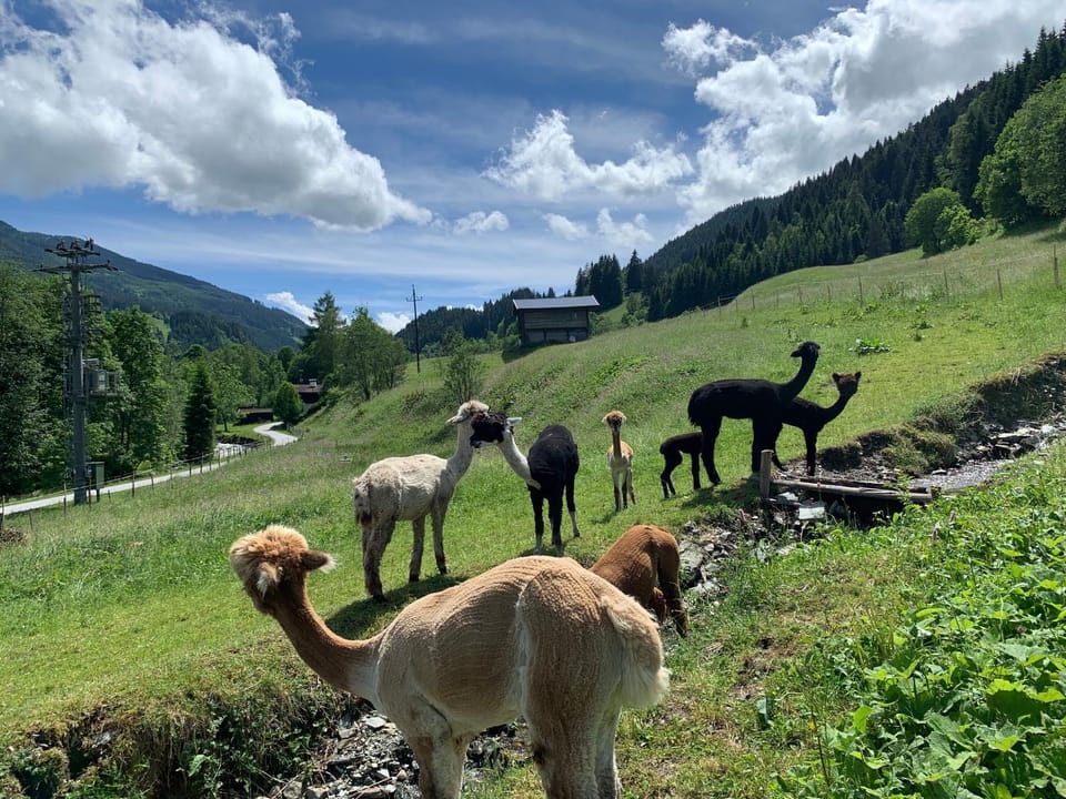 Animals