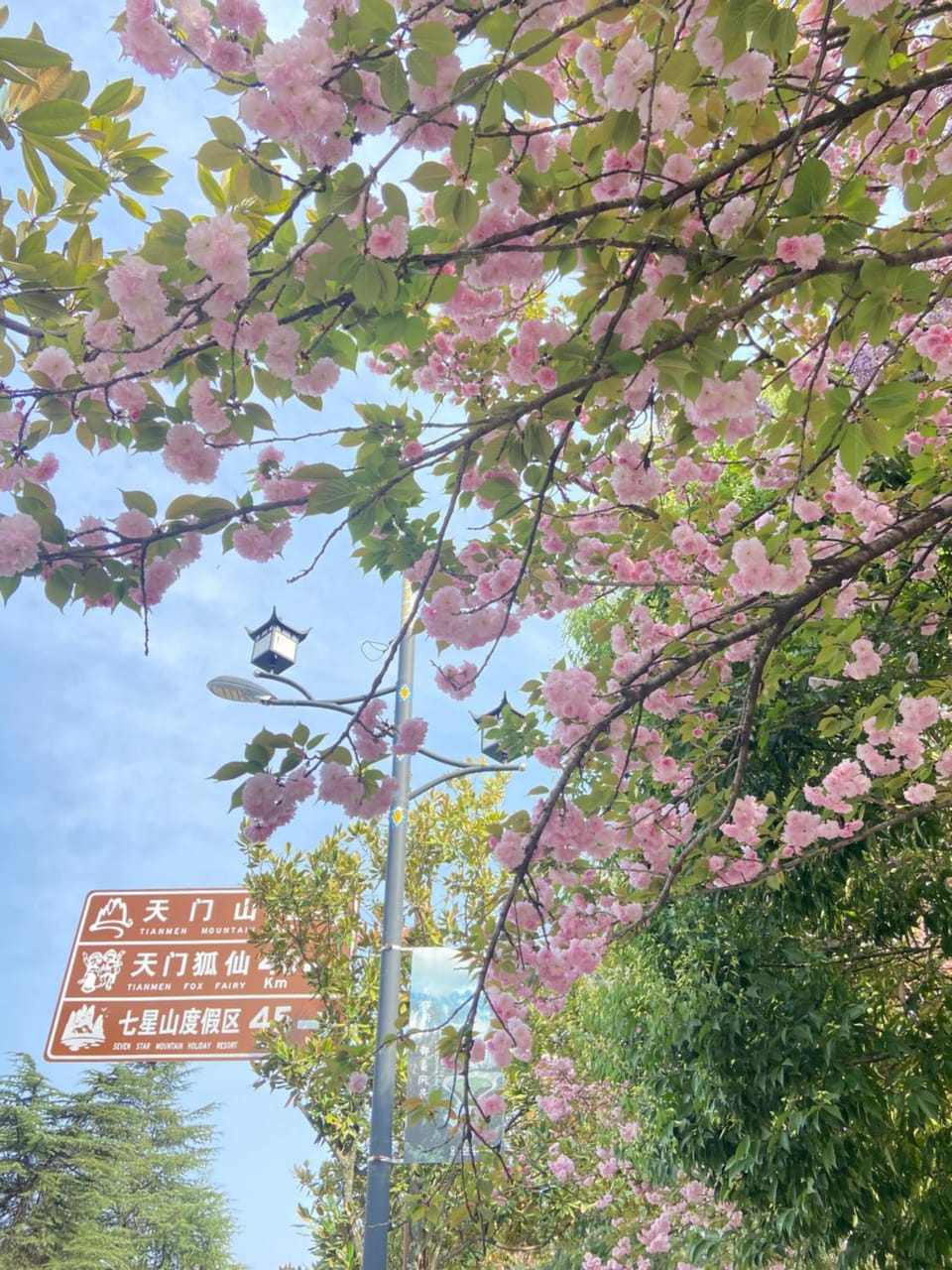 Spring, Natural landscape, Street view
