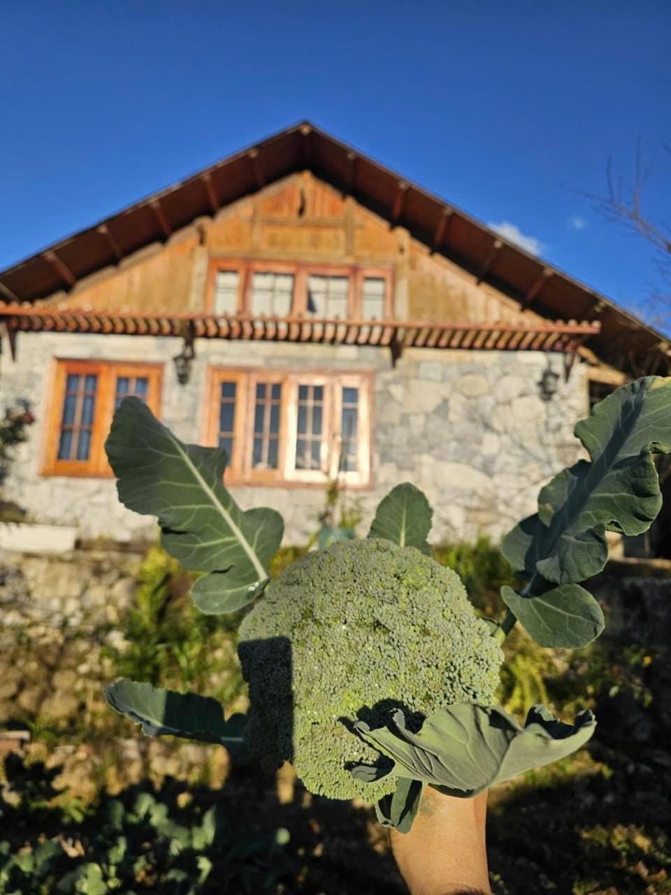 Day, Garden, Garden view