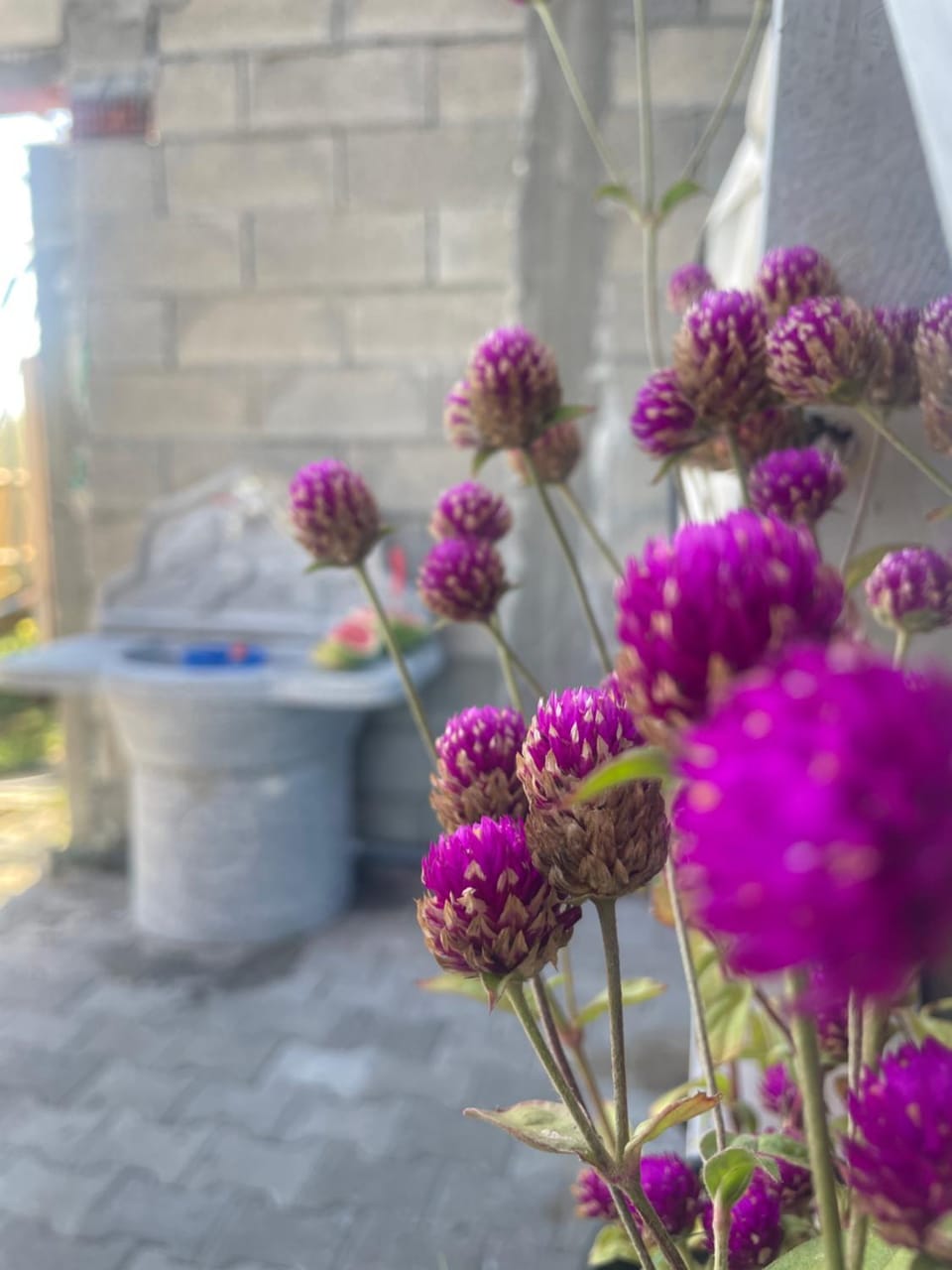 Garden view