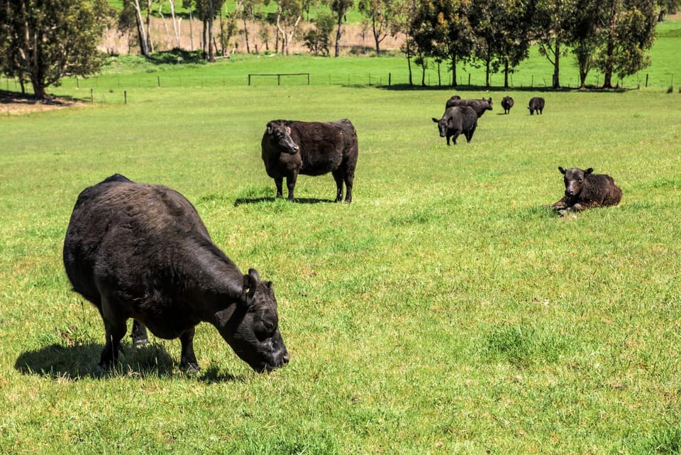 Grasmere Farm Nature lodge in Melbourne