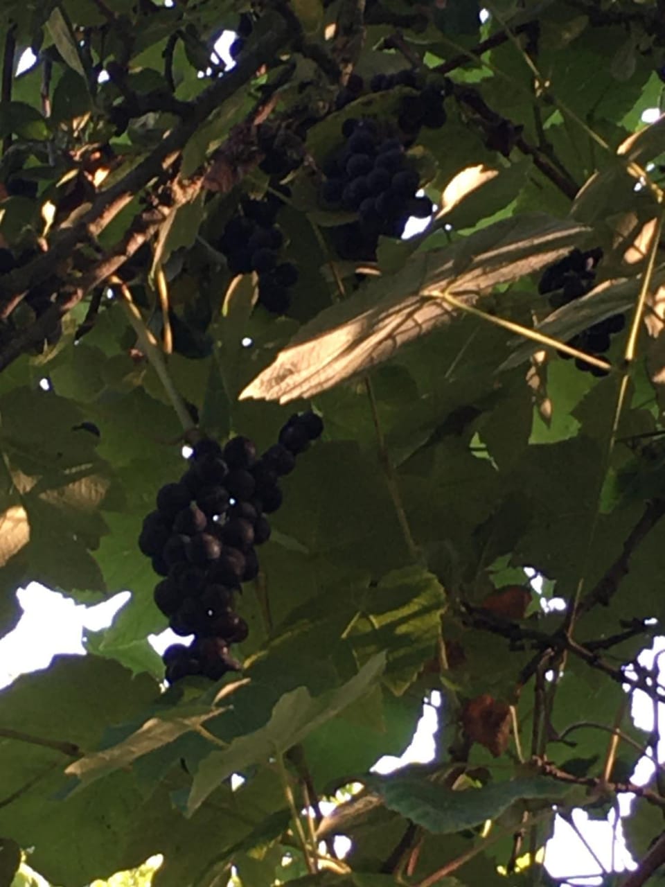 La Ferme Des Vignes Bed and Breakfast in Normandy