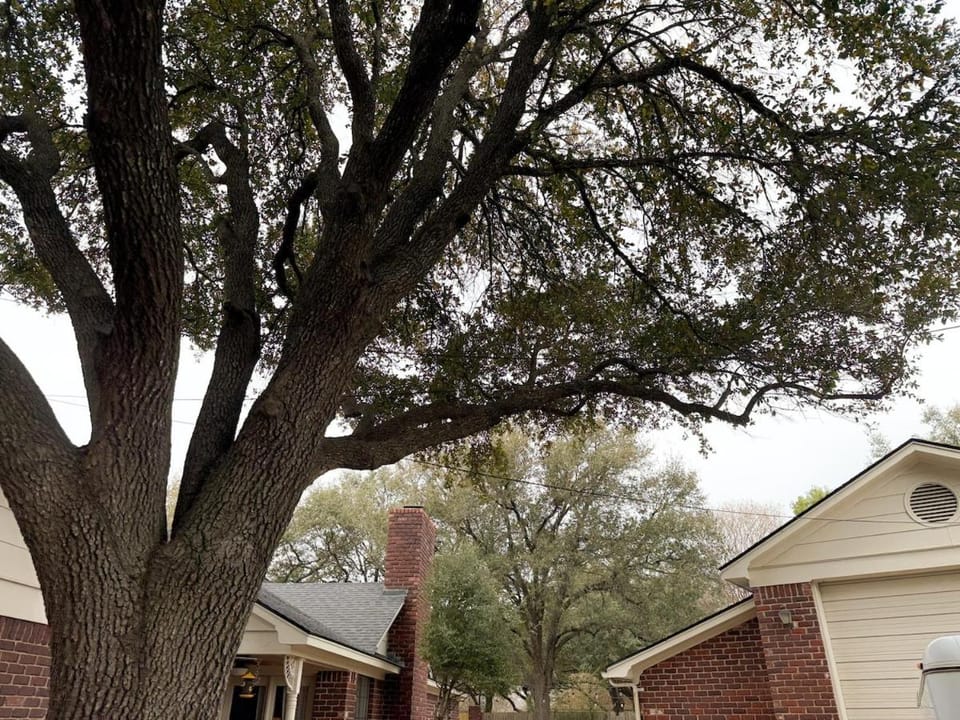 Blue Bonnet Cottage Bed and Breakfast in Waco