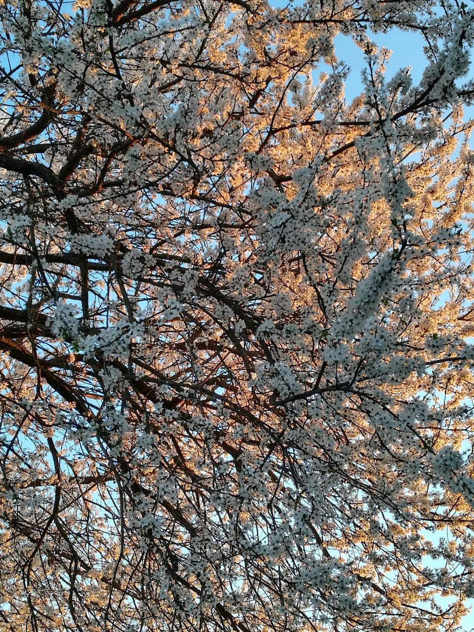 Spring, Natural landscape, On site, Sunset