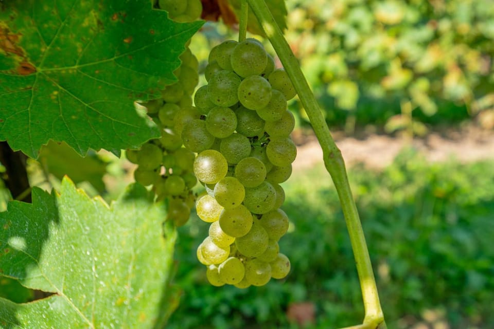 Garden, View (from property/room), Garden view, Landmark view
