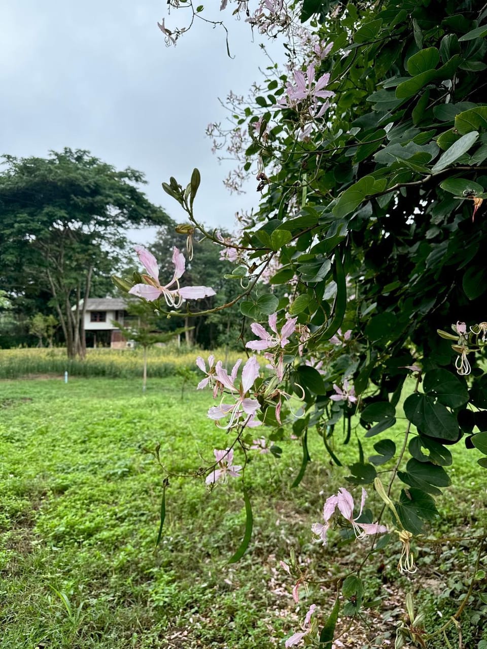 Spring, Natural landscape, Garden, Garden view