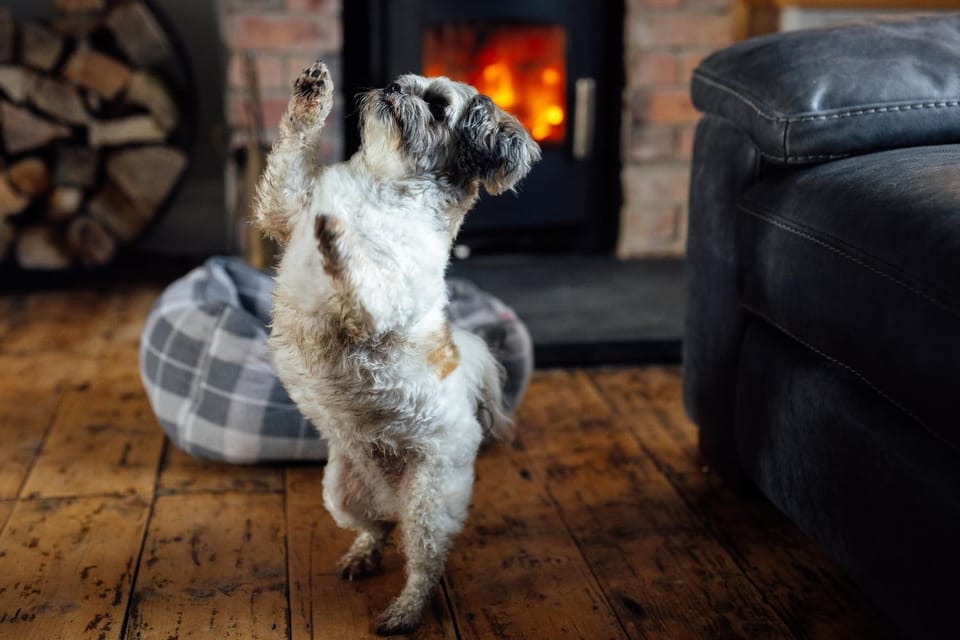 Living room, Animals, fireplace
