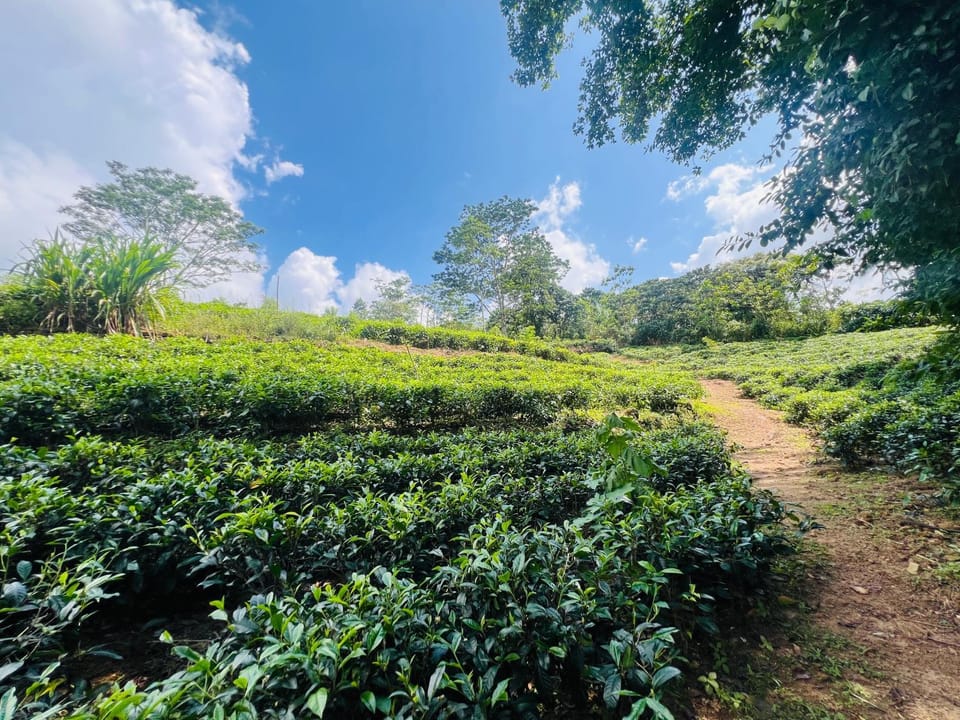 Natural landscape