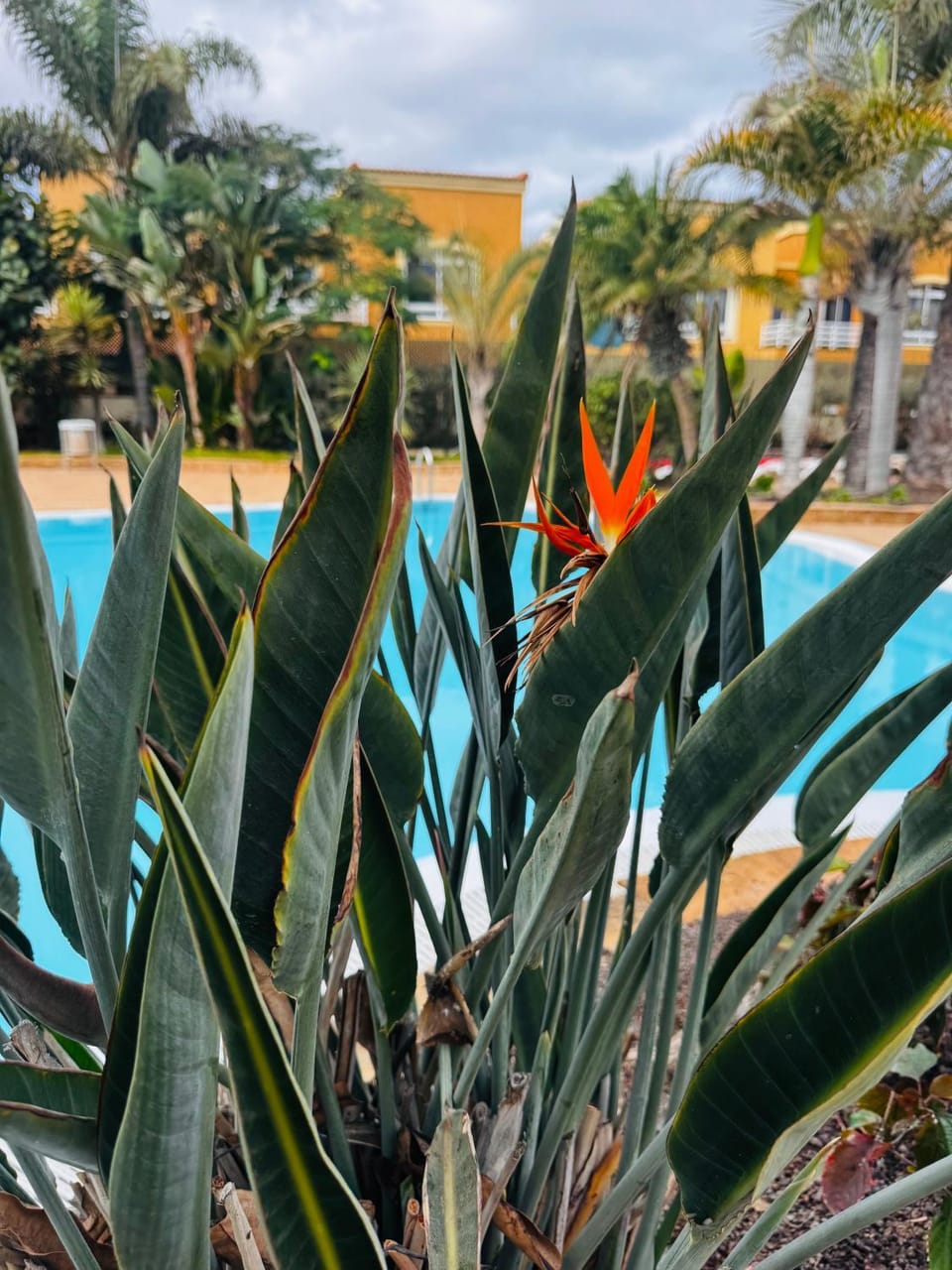 Garden, Garden view, Pool view, Swimming pool