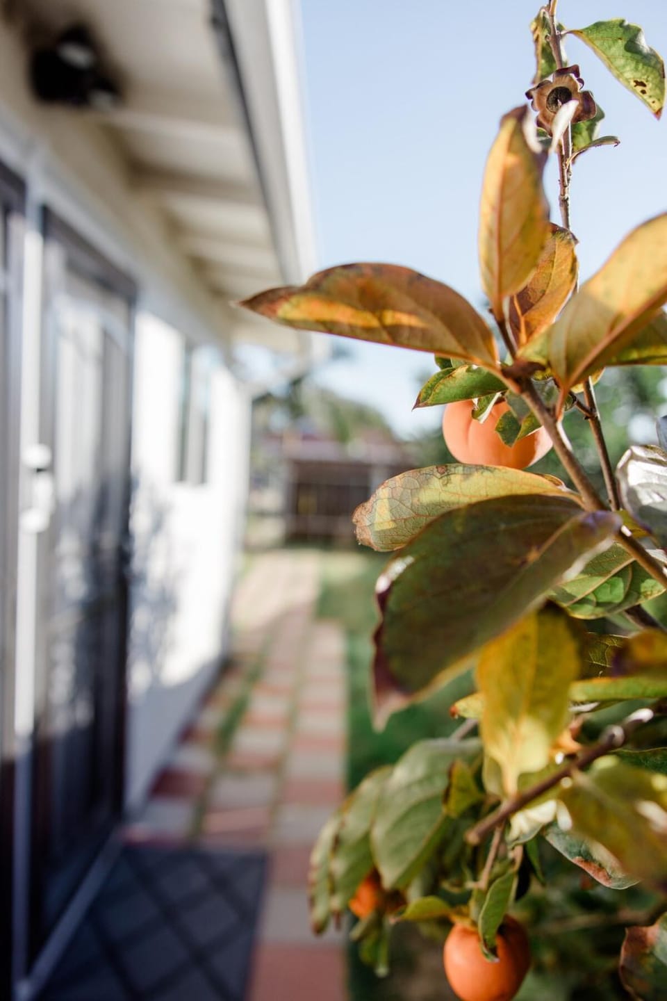 Garden, Garden, Garden view