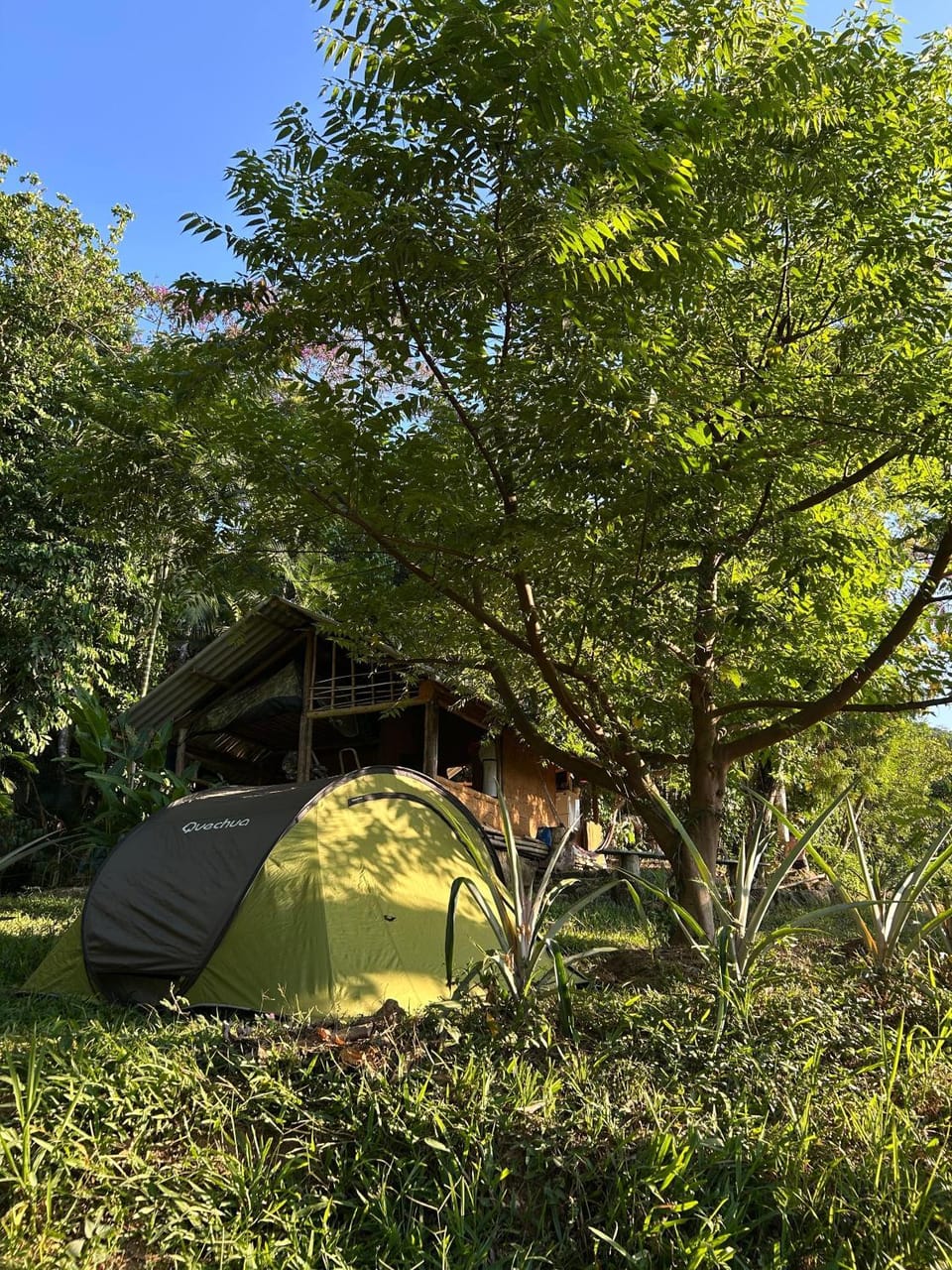 Natural landscape, Garden, Garden view