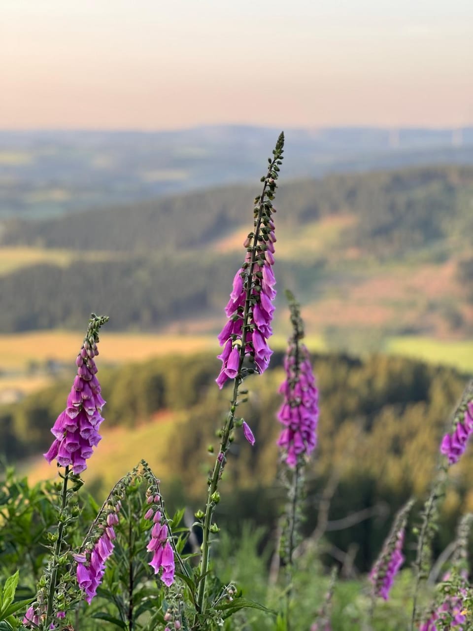 Natural landscape