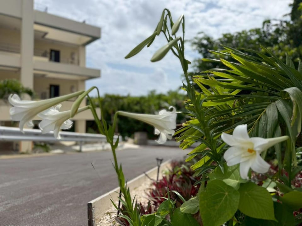 Property building, Day