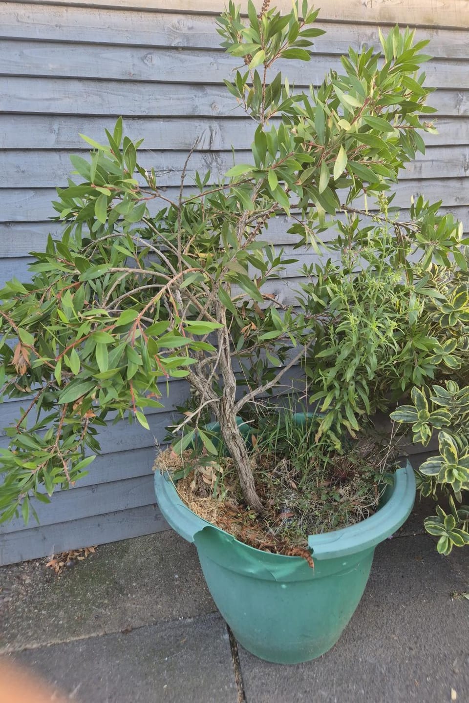 Mulberry Suites Apartment in Cleethorpes