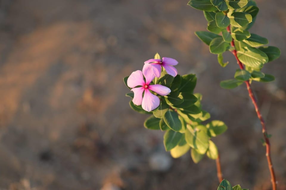 Spring, Day