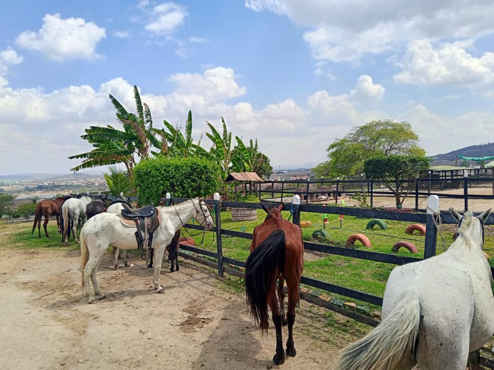 Animals