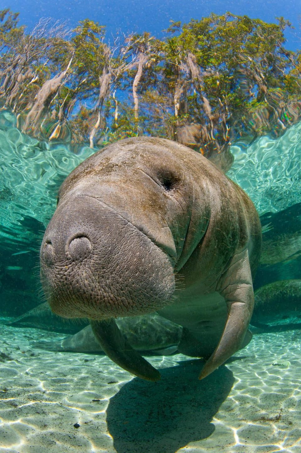 Natural landscape, Other, Diving, Animals