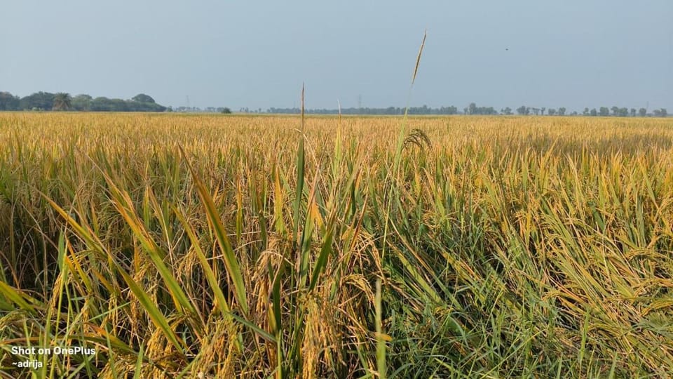 Nili Farm House Farm Stay in West Bengal