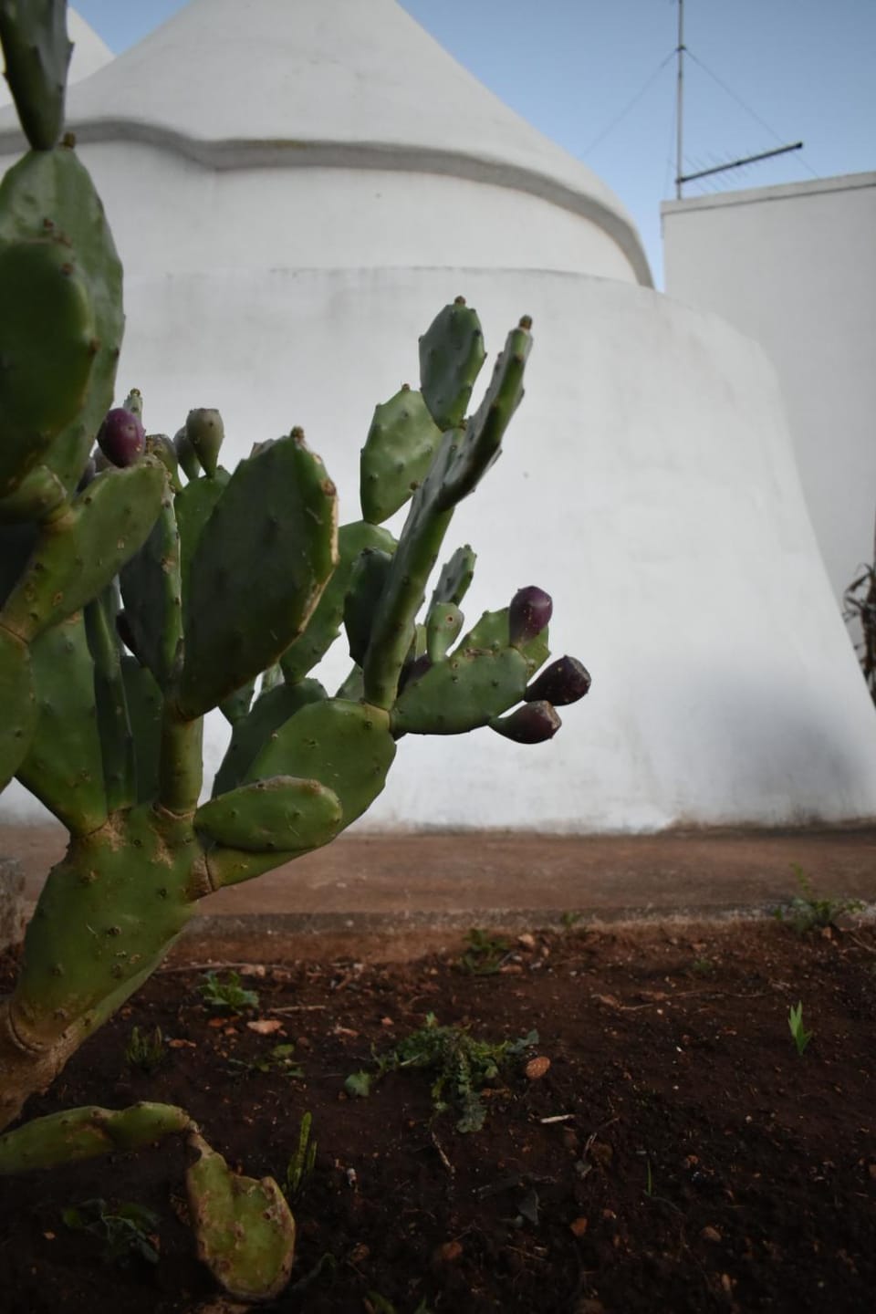 Day, Garden, Garden view
