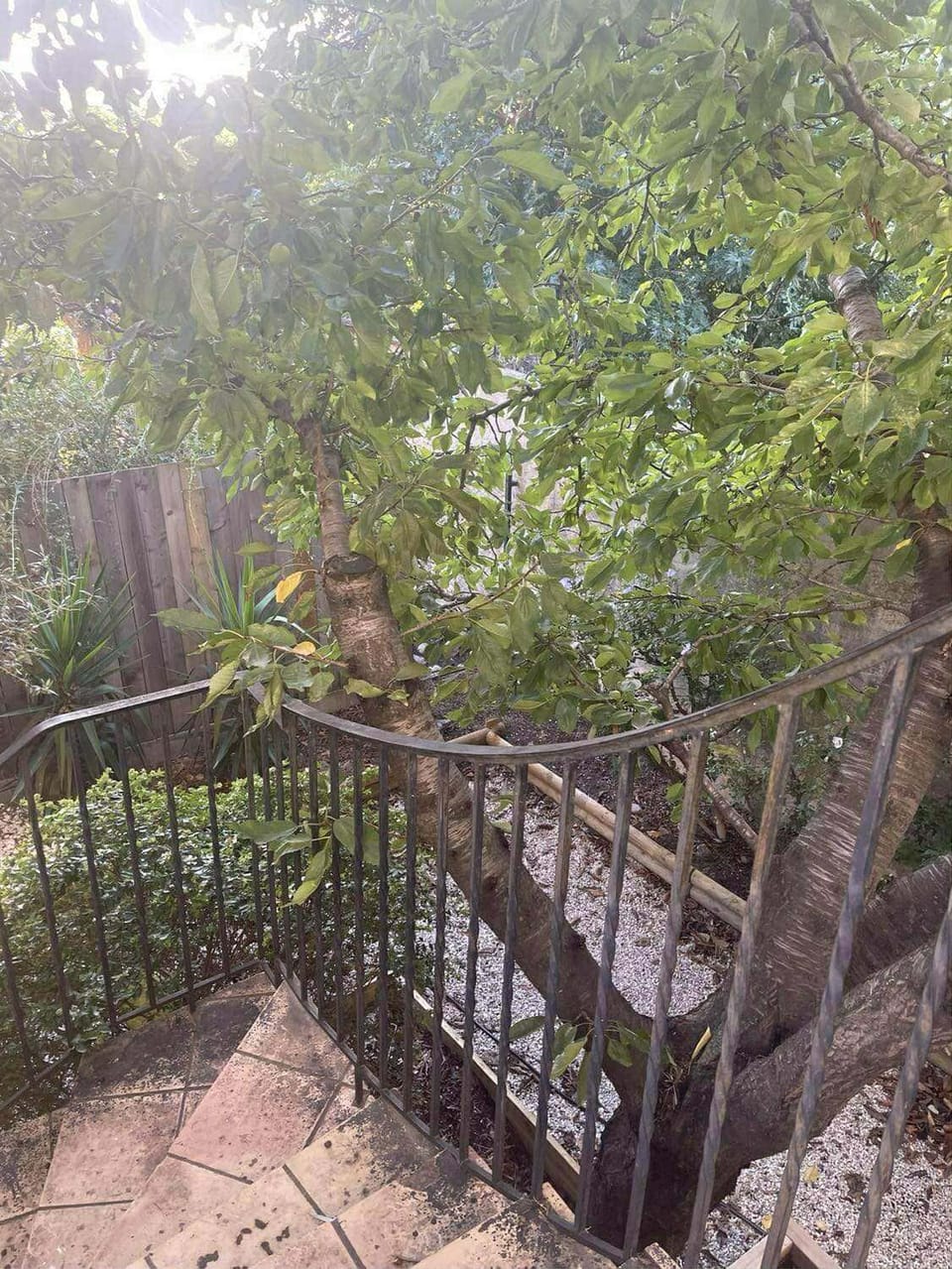 Garden view