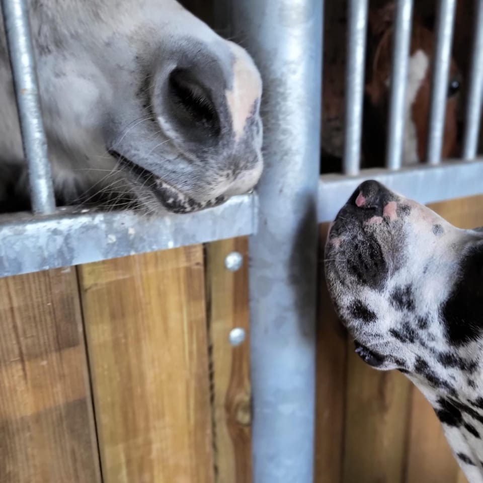 Appartement Loft Le Haras d'Agathe et ses princes Apartment in Normandy