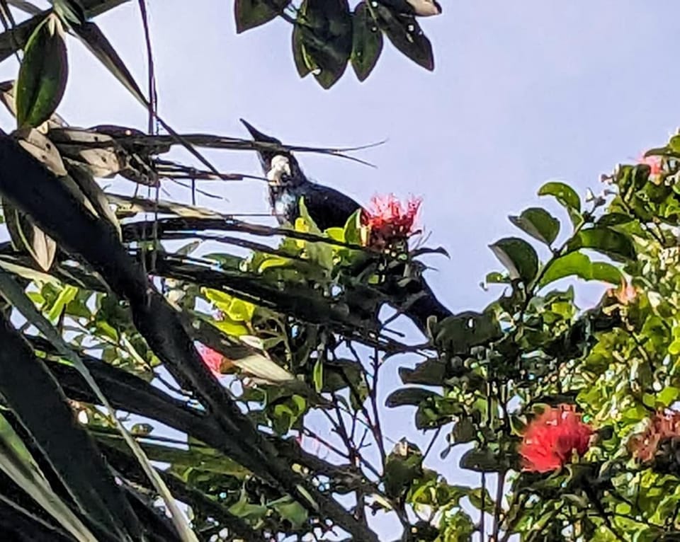 Pilgrim's Rest Apartment in Whangārei