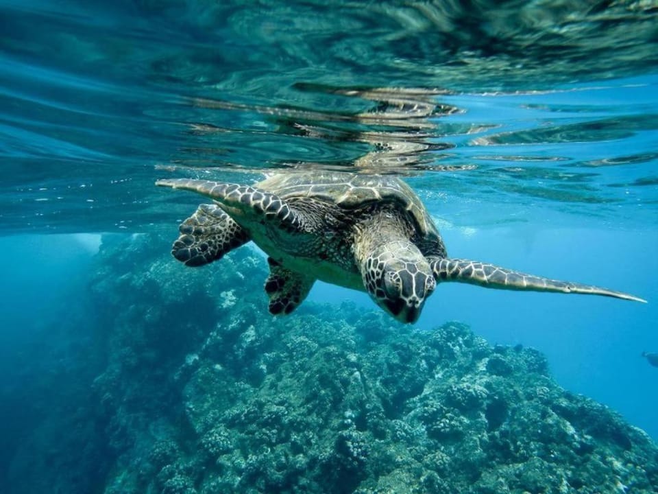 Snorkeling