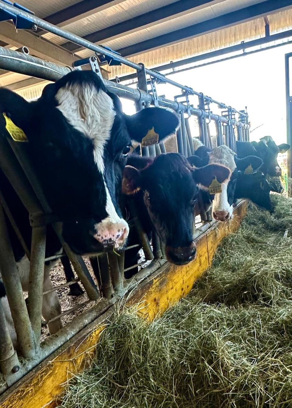 Tente Glamping dans les arbres de la Ferme du Bois de l'halle Campground/ 
RV Resort in Nidwalden